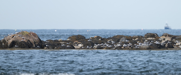 Roseate and Common Terns at Ball Bar, Shelburne County, Nova Scotia